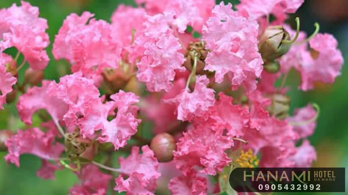 Bỏ túi 1 số ý nghĩa của các loài hoa trong tình yêu 3 ý nghĩa của các loài hoa trong tình yêu