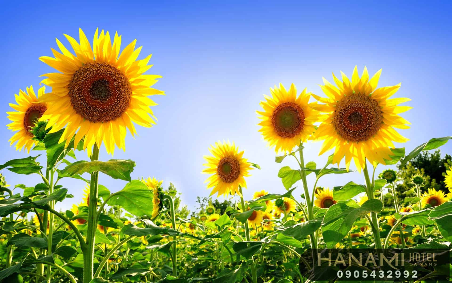 Bỏ túi 1 số ý nghĩa của các loài hoa trong tình yêu 14 ý nghĩa của các loài hoa trong tình yêu