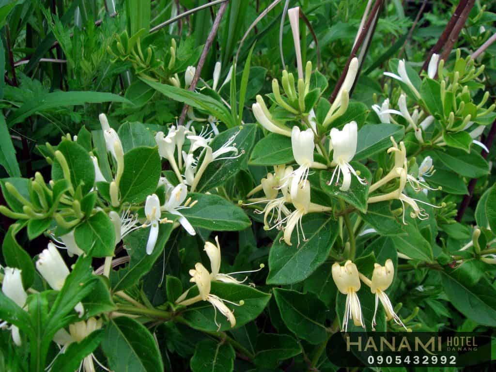 Bỏ túi 1 số ý nghĩa của các loài hoa trong tình yêu 22 ý nghĩa của các loài hoa trong tình yêu