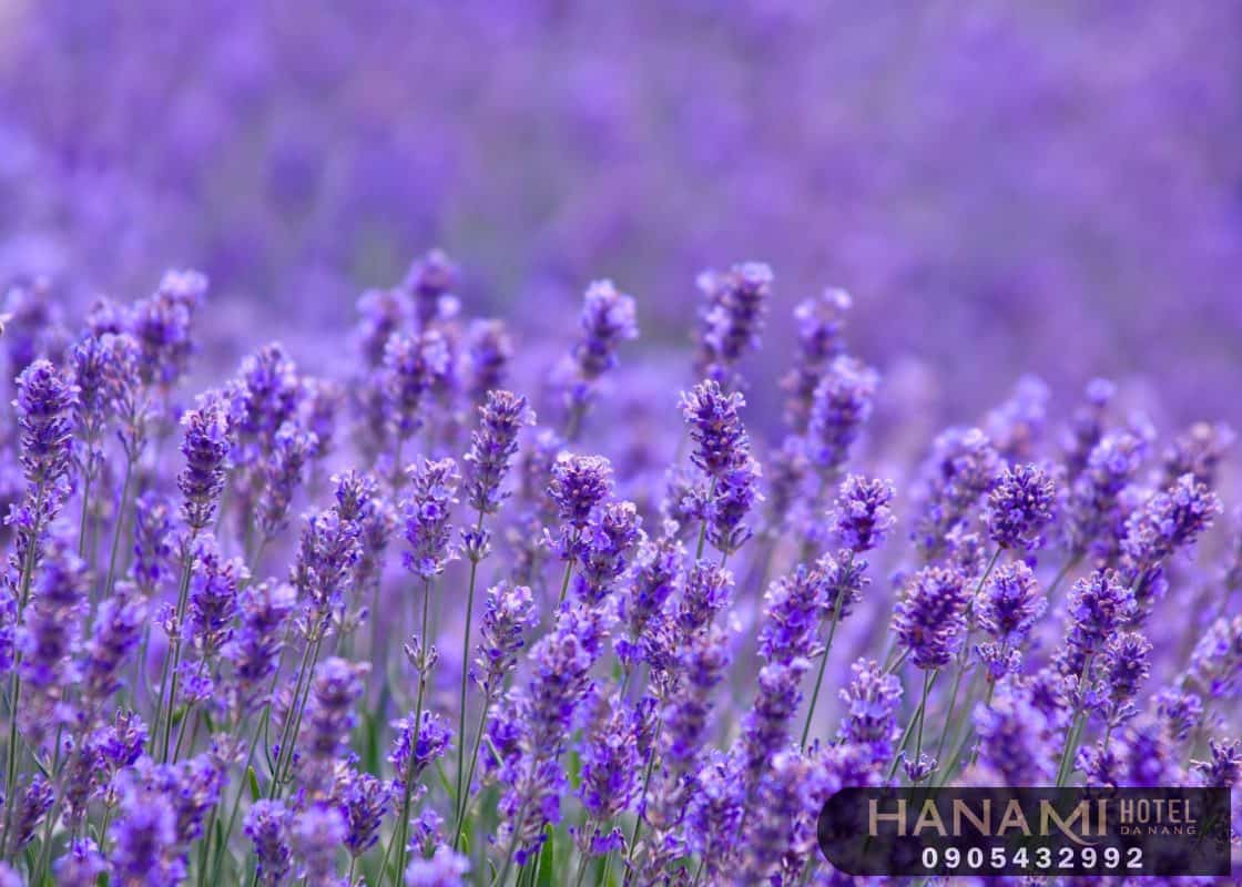 Bỏ túi 1 số ý nghĩa của các loài hoa trong tình yêu 20 ý nghĩa của các loài hoa trong tình yêu