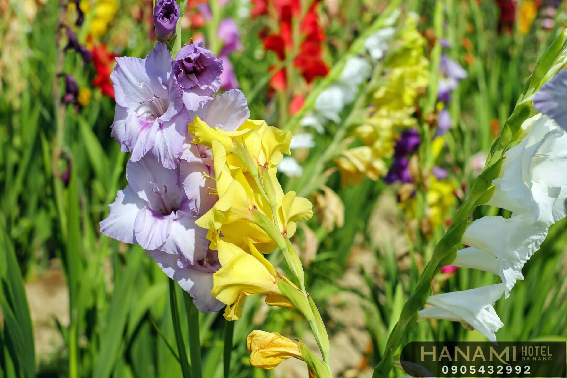 Bỏ túi 1 số ý nghĩa của các loài hoa trong tình yêu 13 ý nghĩa của các loài hoa trong tình yêu