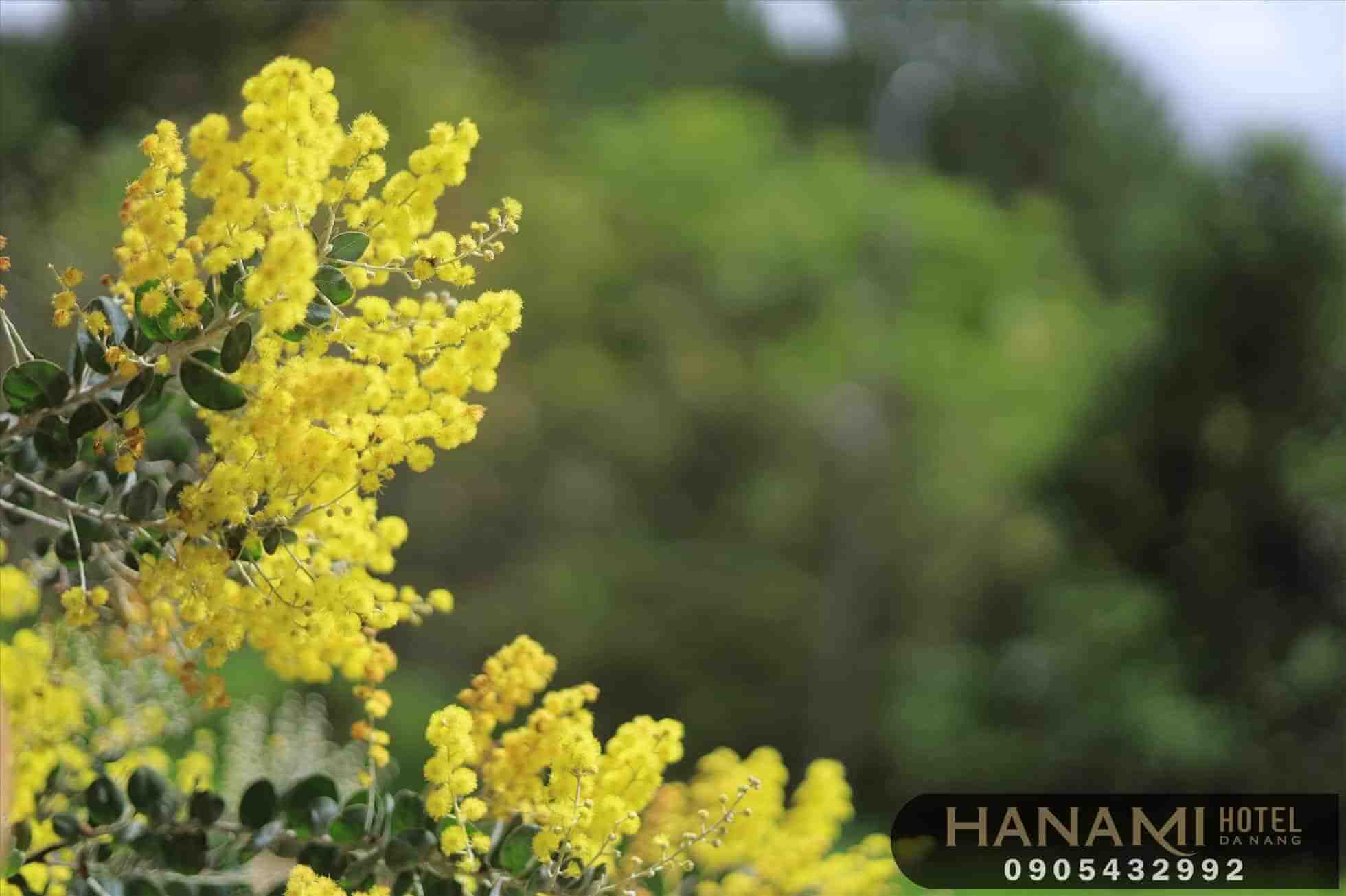 Bỏ túi 1 số ý nghĩa của các loài hoa trong tình yêu 9 ý nghĩa của các loài hoa trong tình yêu