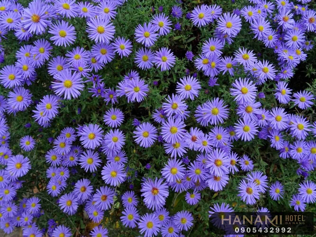 Bỏ túi 1 số ý nghĩa của các loài hoa trong tình yêu 15 ý nghĩa của các loài hoa trong tình yêu