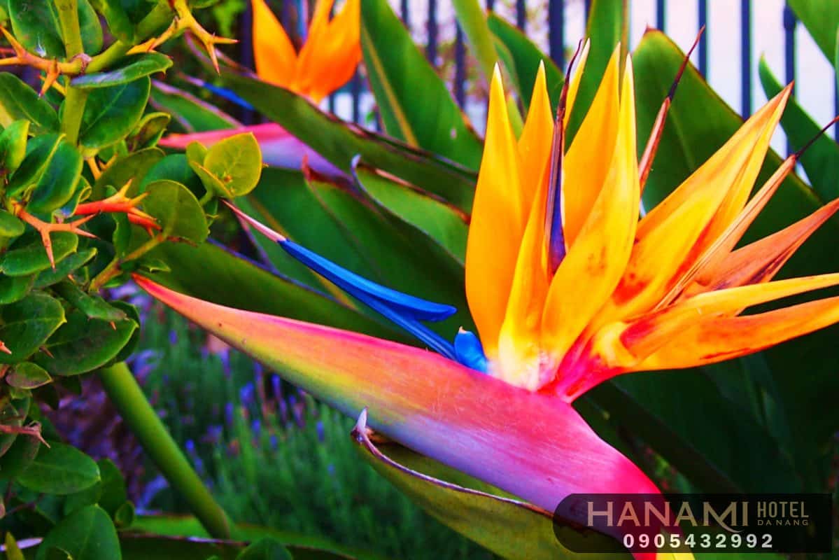 Bỏ túi 1 số ý nghĩa của các loài hoa trong tình yêu 21 ý nghĩa của các loài hoa trong tình yêu