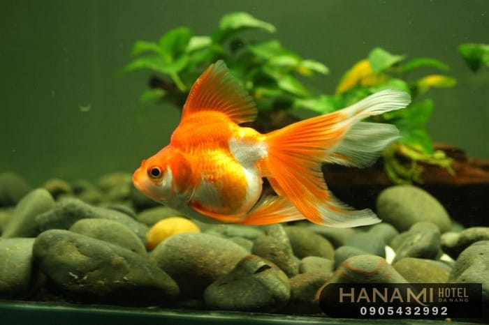 10 cửa hàng thức ăn cho cá tại Đà Nẵng 8 thức ăn cho cá tại đà nẵng