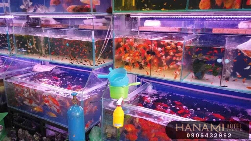 10 cửa hàng thức ăn cho cá tại Đà Nẵng 10 thức ăn cho cá tại đà nẵng