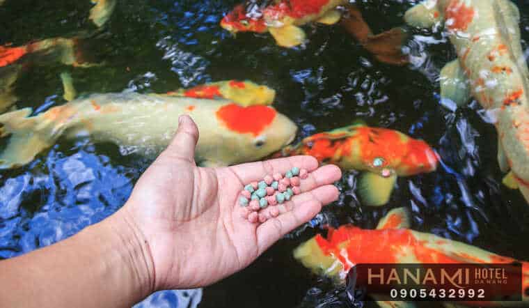 10 cửa hàng thức ăn cho cá tại Đà Nẵng 3 thức ăn cho cá tại đà nẵng