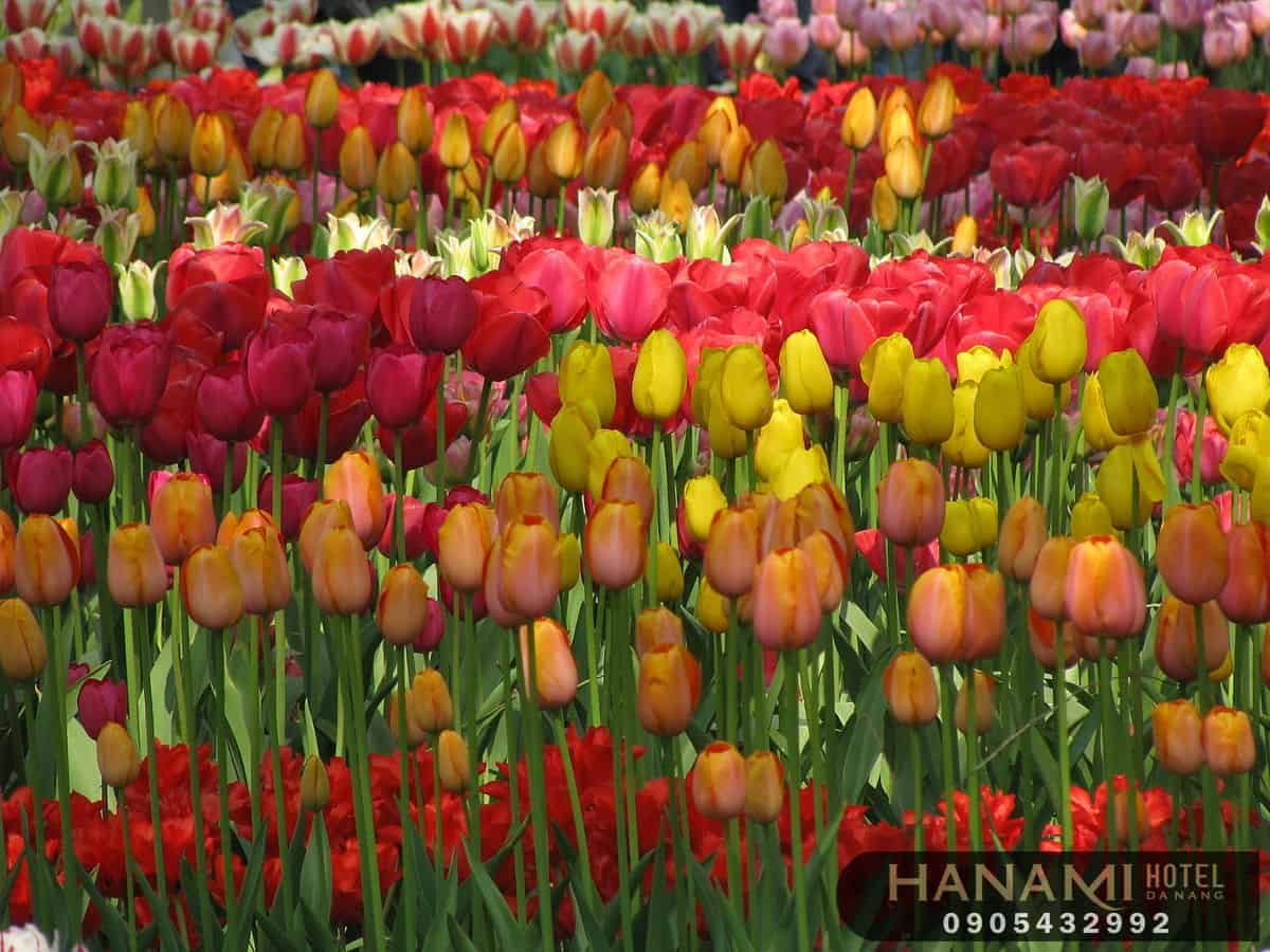 Bỏ túi 1 số ý nghĩa của các loài hoa trong tình yêu 4 ý nghĩa của các loài hoa trong tình yêu