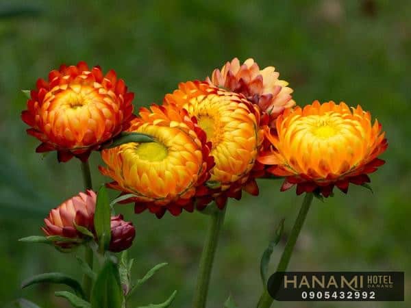  ý nghĩa của các loài hoa trong cuộc sống