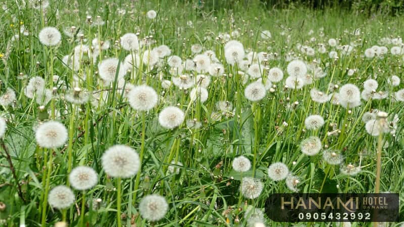  ý nghĩa của các loài hoa trong cuộc sống