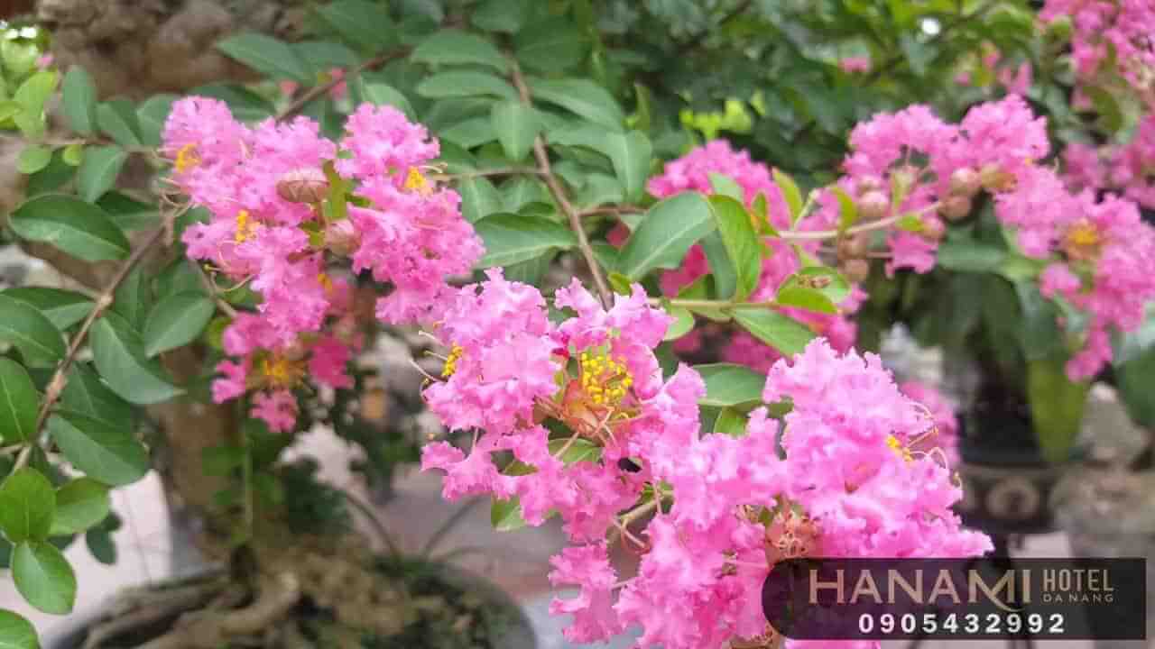  ý nghĩa của các loài hoa trong cuộc sống