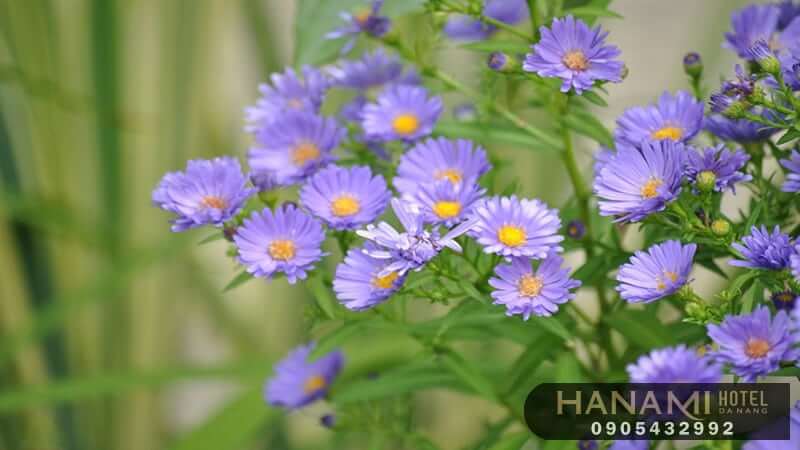  ý nghĩa của các loài hoa trong cuộc sống