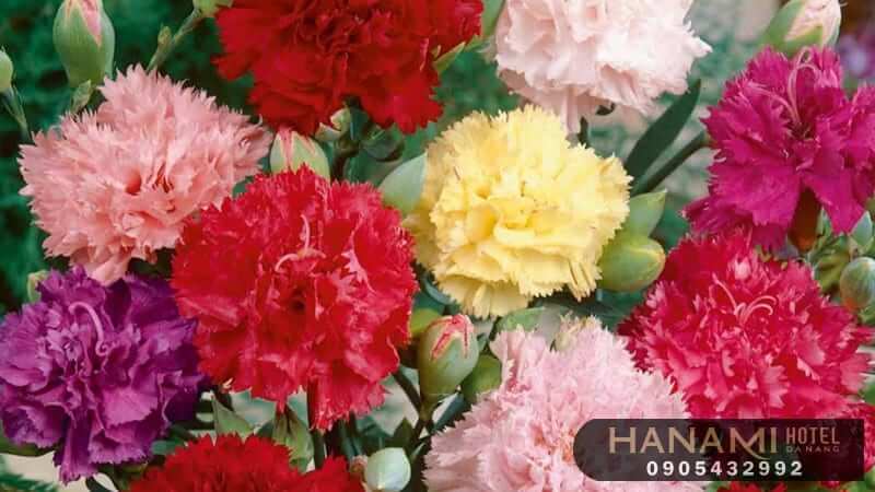  ý nghĩa của các loài hoa trong cuộc sống