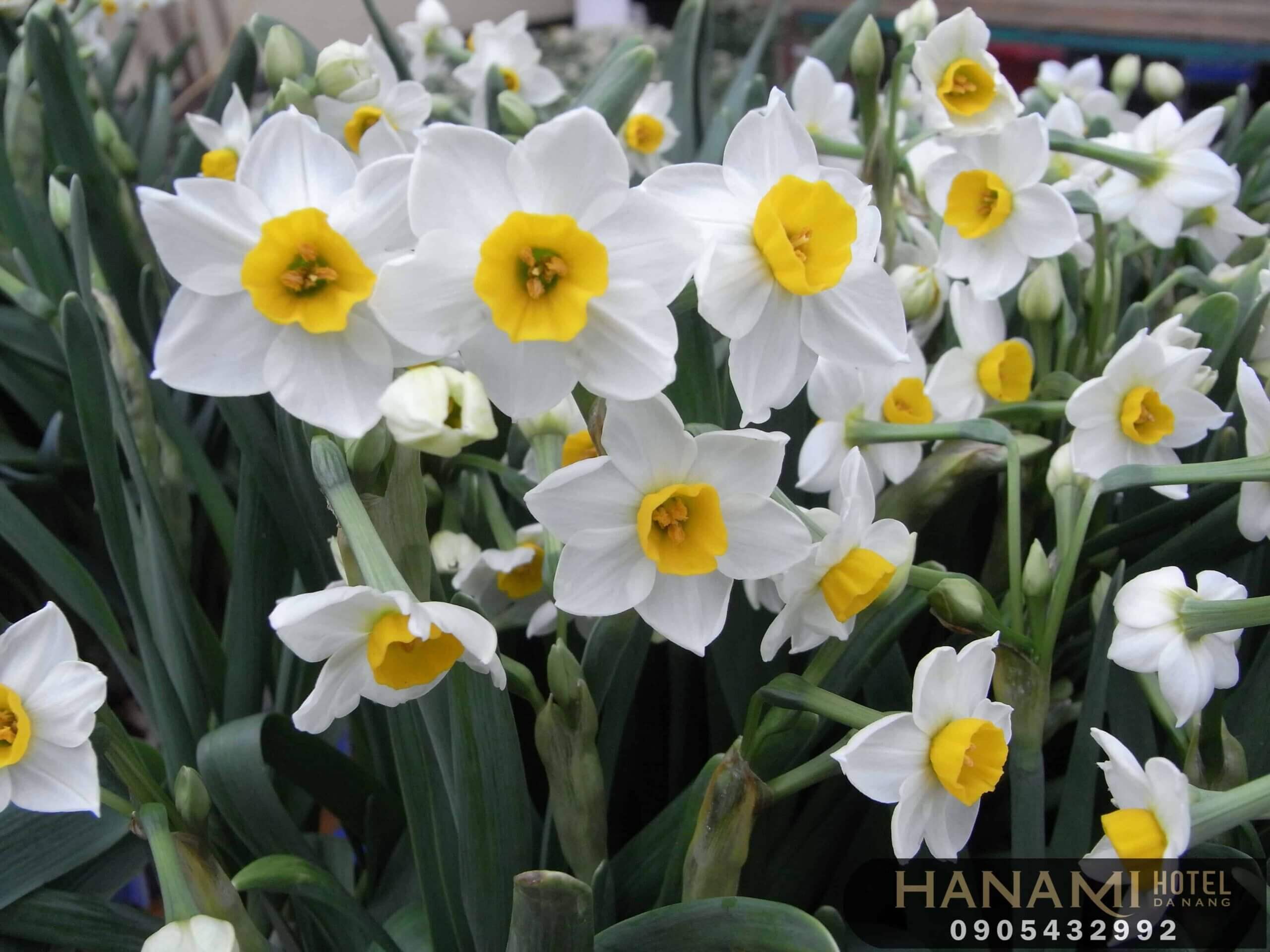  ý nghĩa của các loài hoa trong cuộc sống