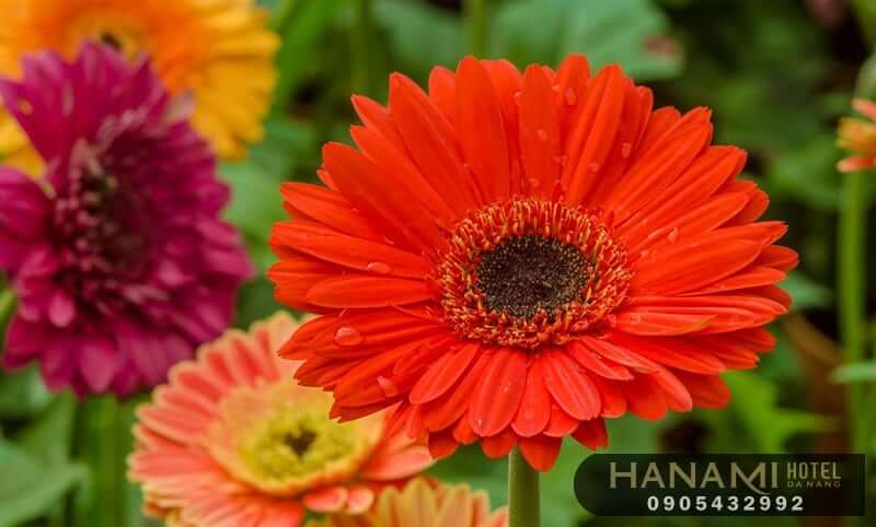  ý nghĩa của các loài hoa trong cuộc sống