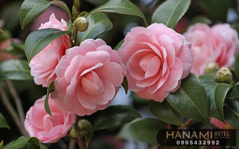  ý nghĩa của các loài hoa trong cuộc sống