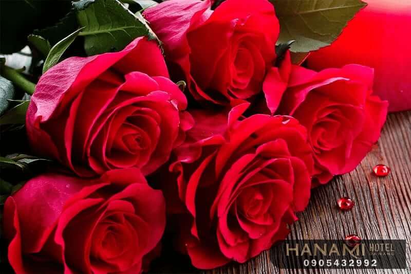  ý nghĩa của các loài hoa trong cuộc sống