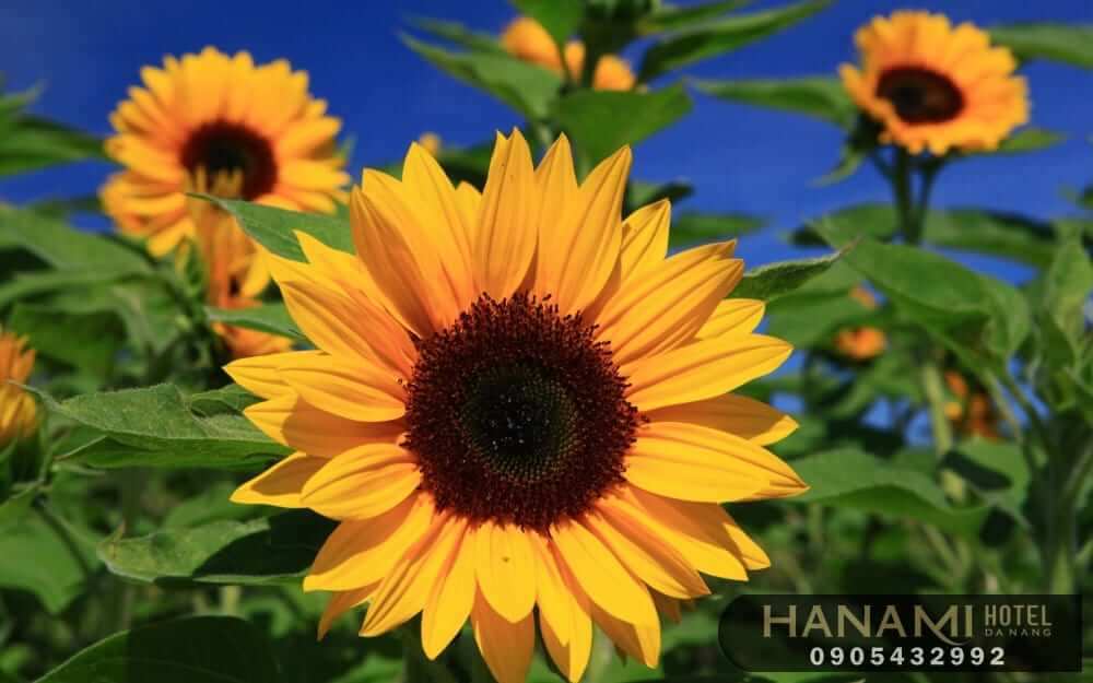  ý nghĩa của các loài hoa trong cuộc sống