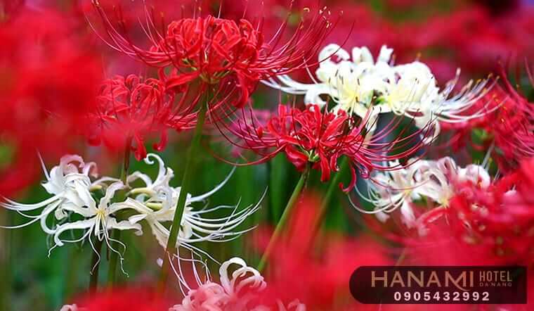  ý nghĩa của các loài hoa trong cuộc sống