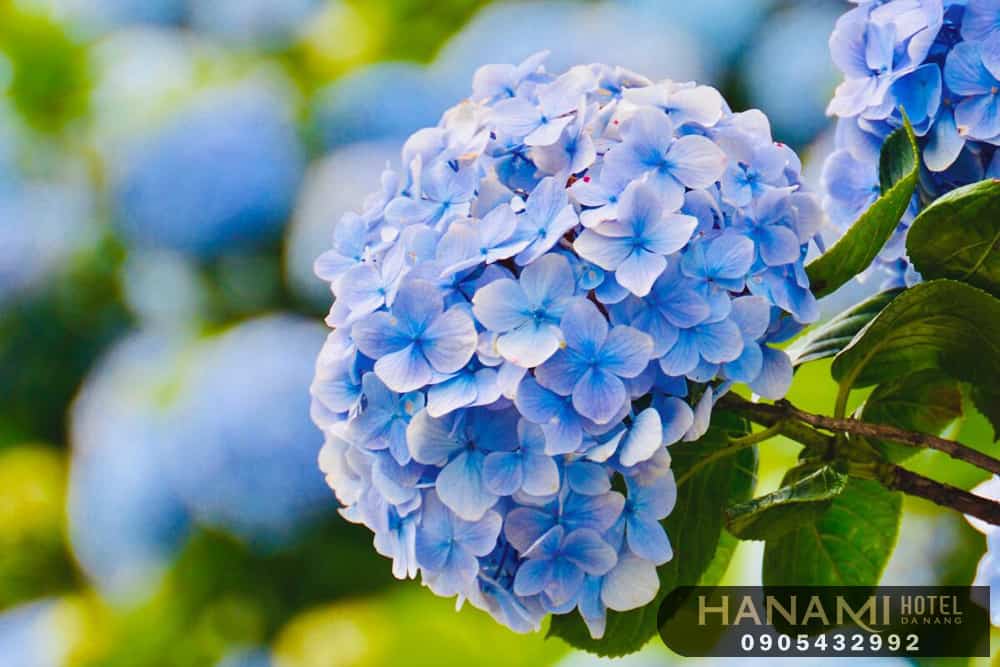  ý nghĩa của các loài hoa trong cuộc sống