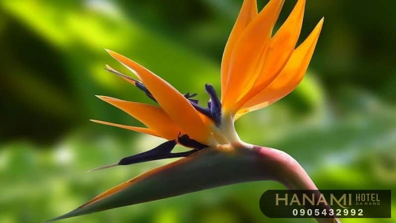  ý nghĩa của các loài hoa trong cuộc sống