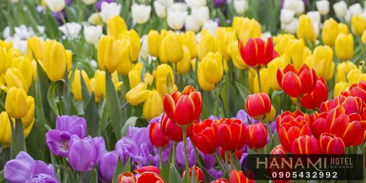  ý nghĩa của các loài hoa trong cuộc sống