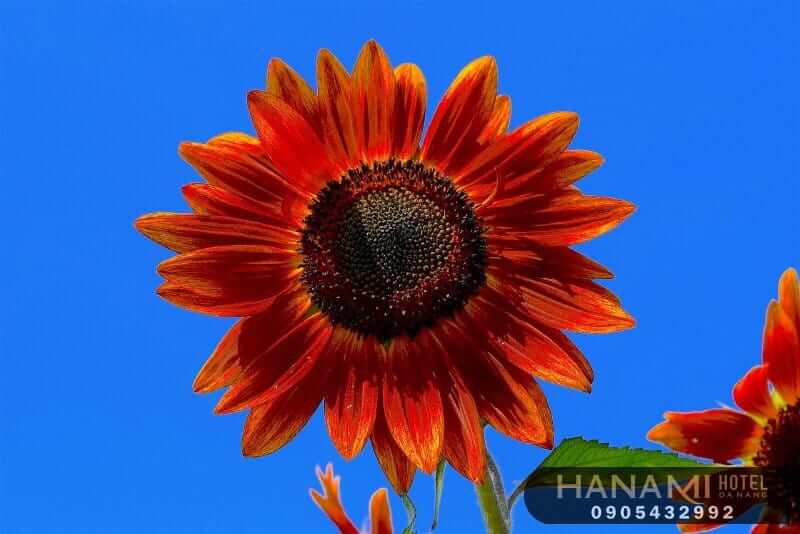 Ý nghĩa của hoa hướng dương trong cuộc sống