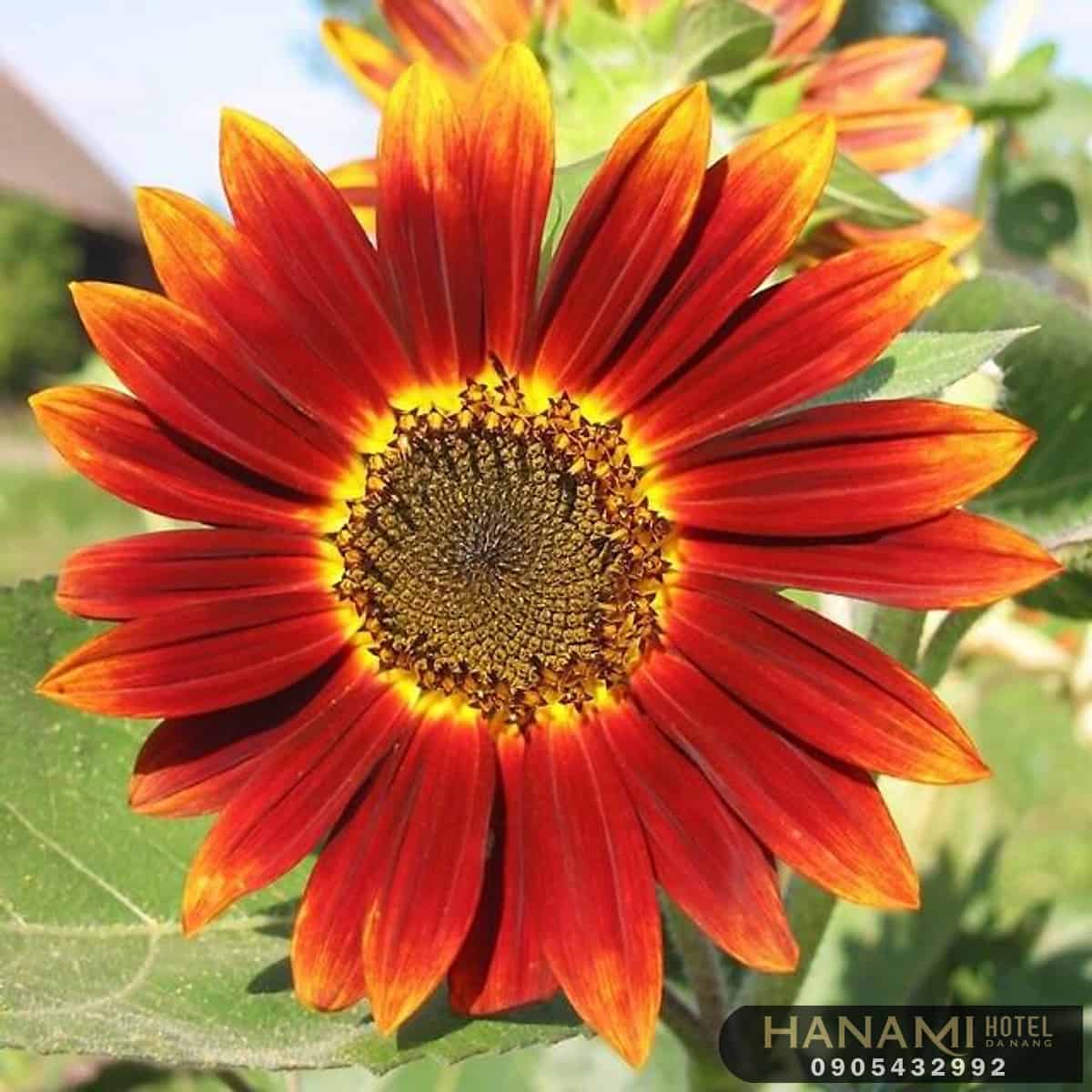 Ý nghĩa của hoa hướng dương trong cuộc sống