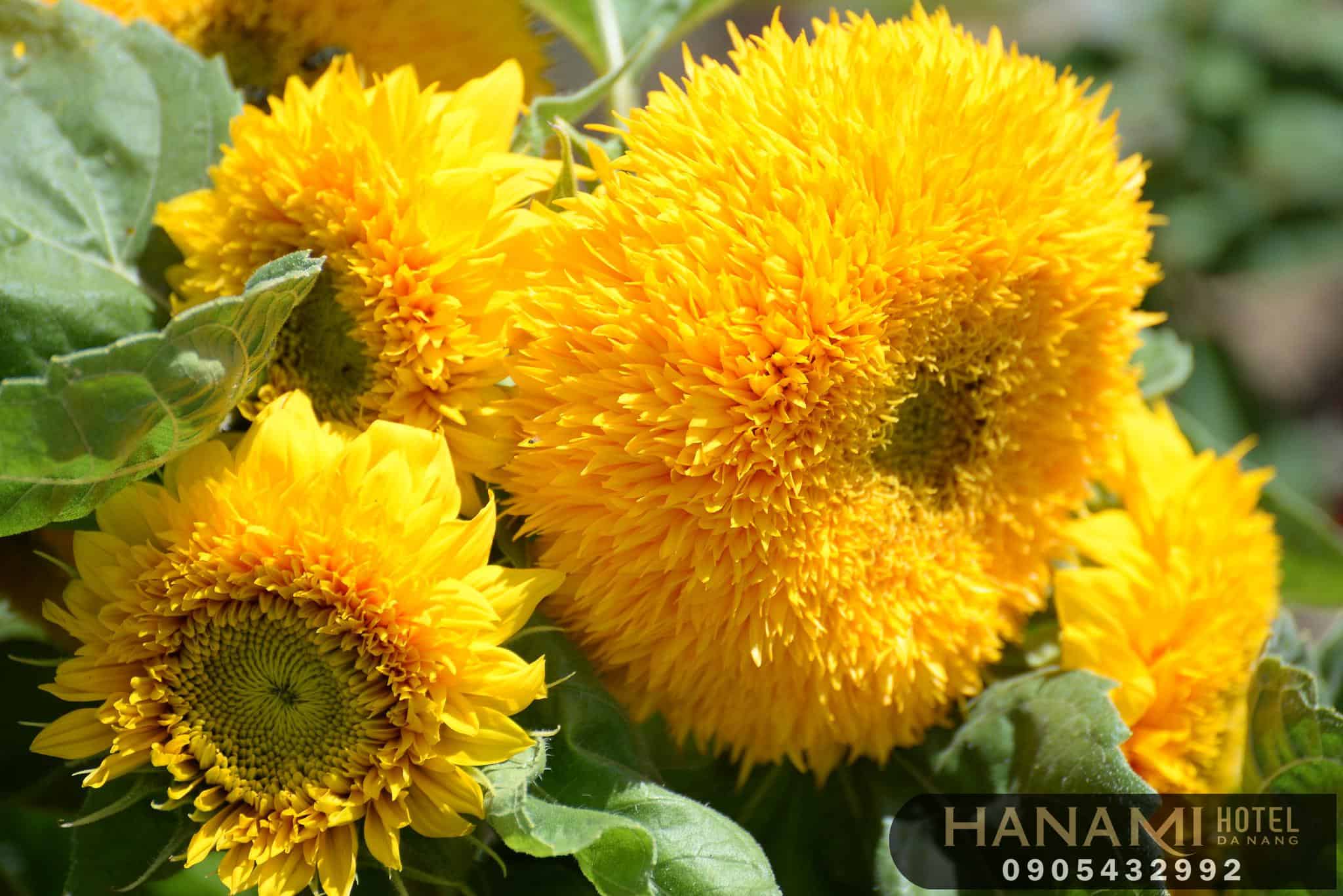 Ý nghĩa của hoa hướng dương trong cuộc sống