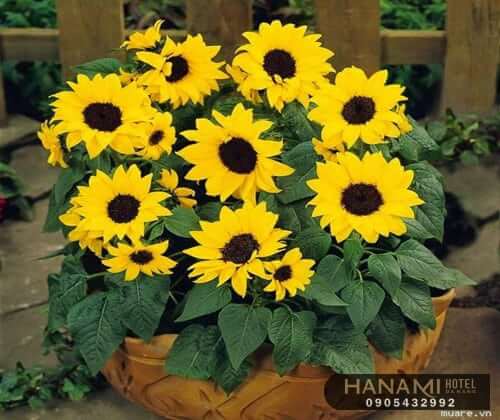Ý nghĩa của hoa hướng dương trong cuộc sống