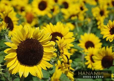 Ý nghĩa của hoa hướng dương trong cuộc sống