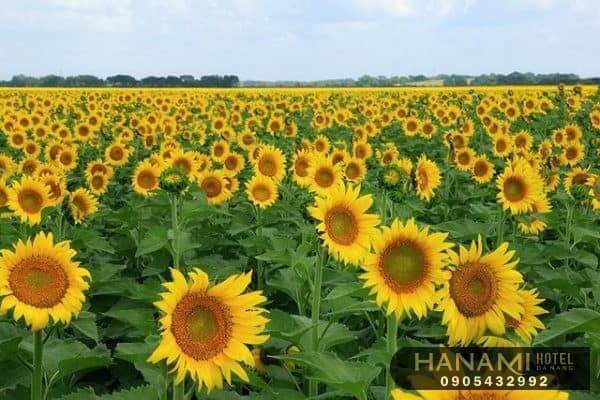 Ý nghĩa của hoa hướng dương trong cuộc sống