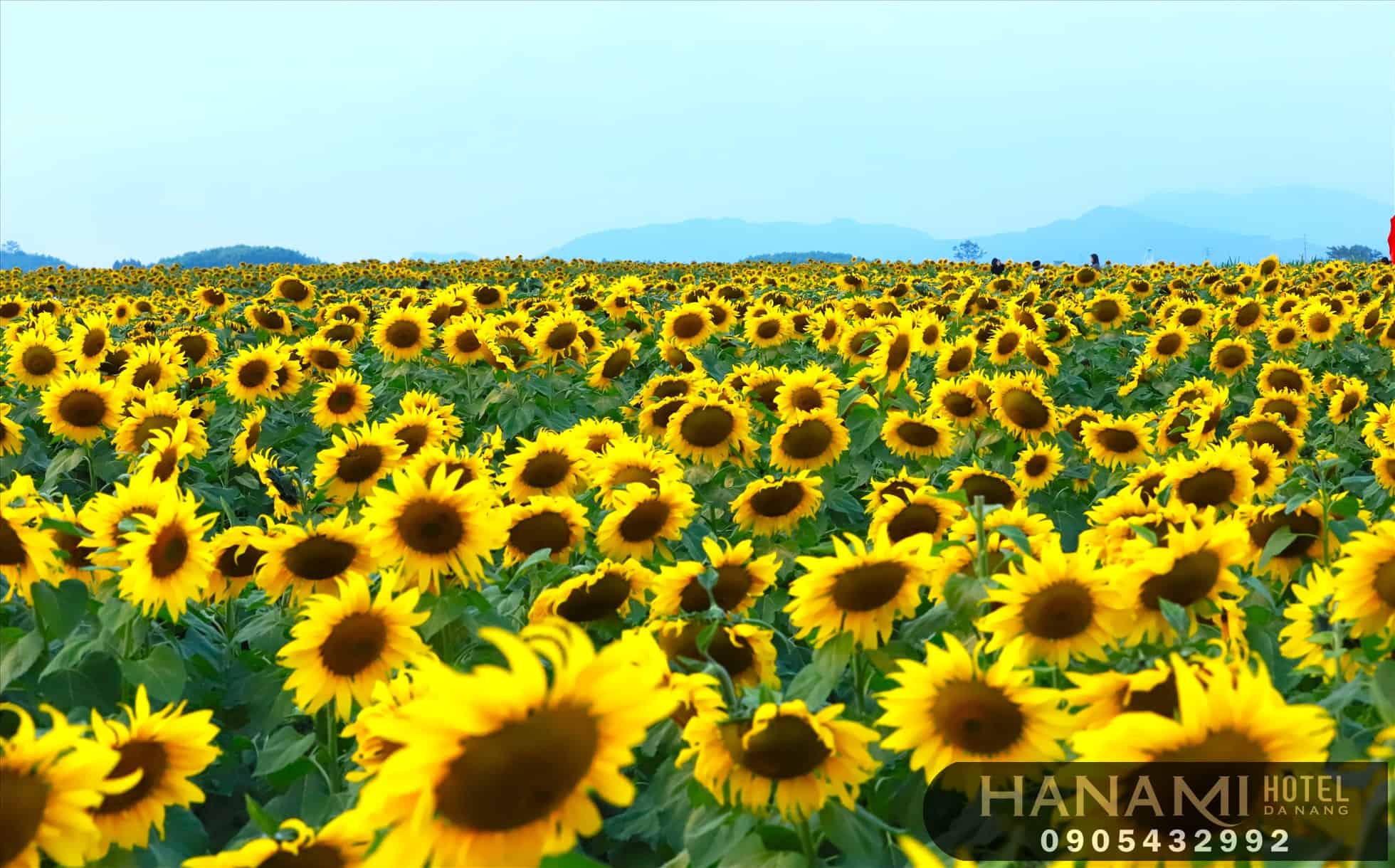 Ý nghĩa của hoa hướng dương trong cuộc sống