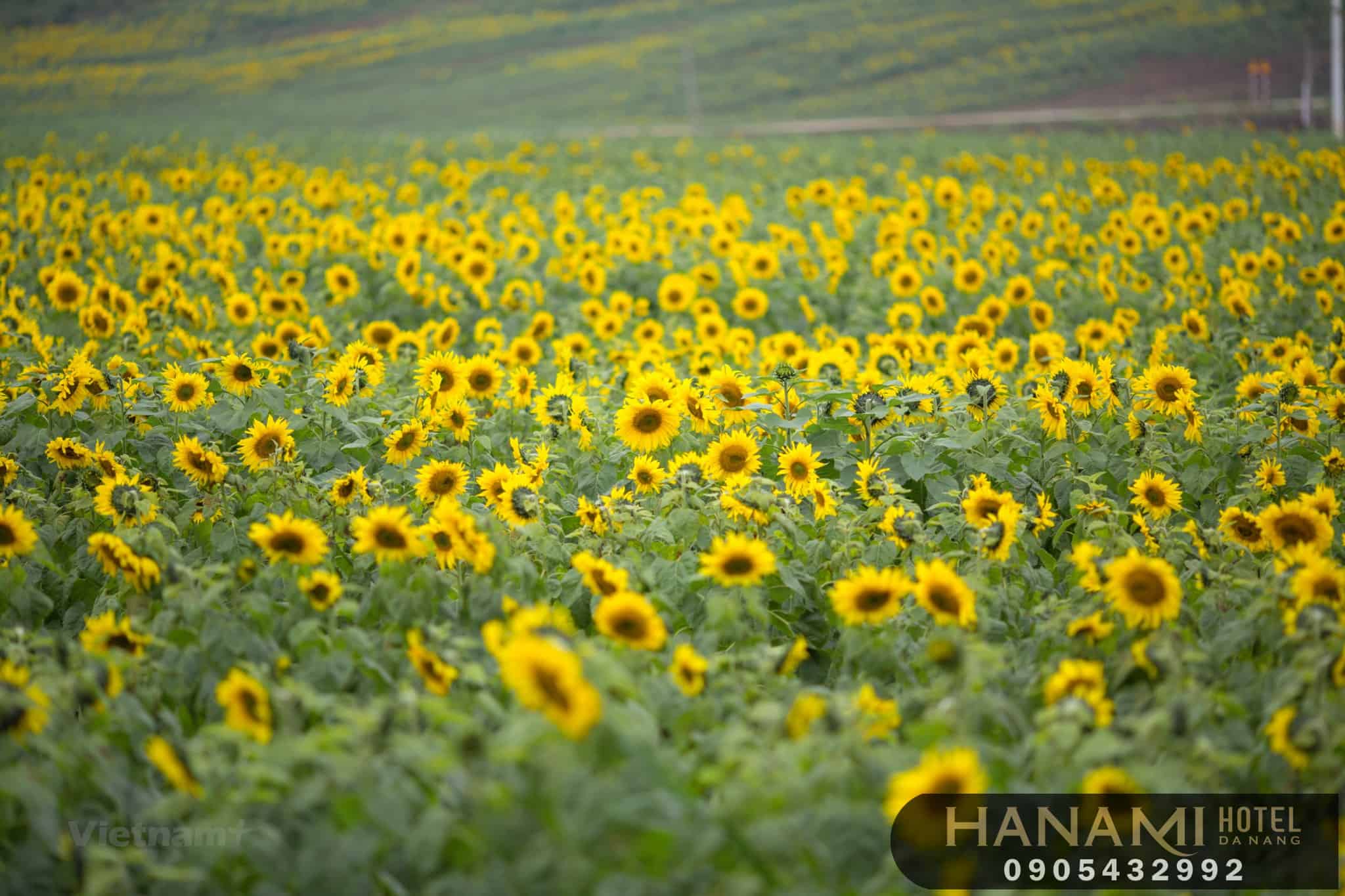 Ý nghĩa của hoa hướng dương trong cuộc sống