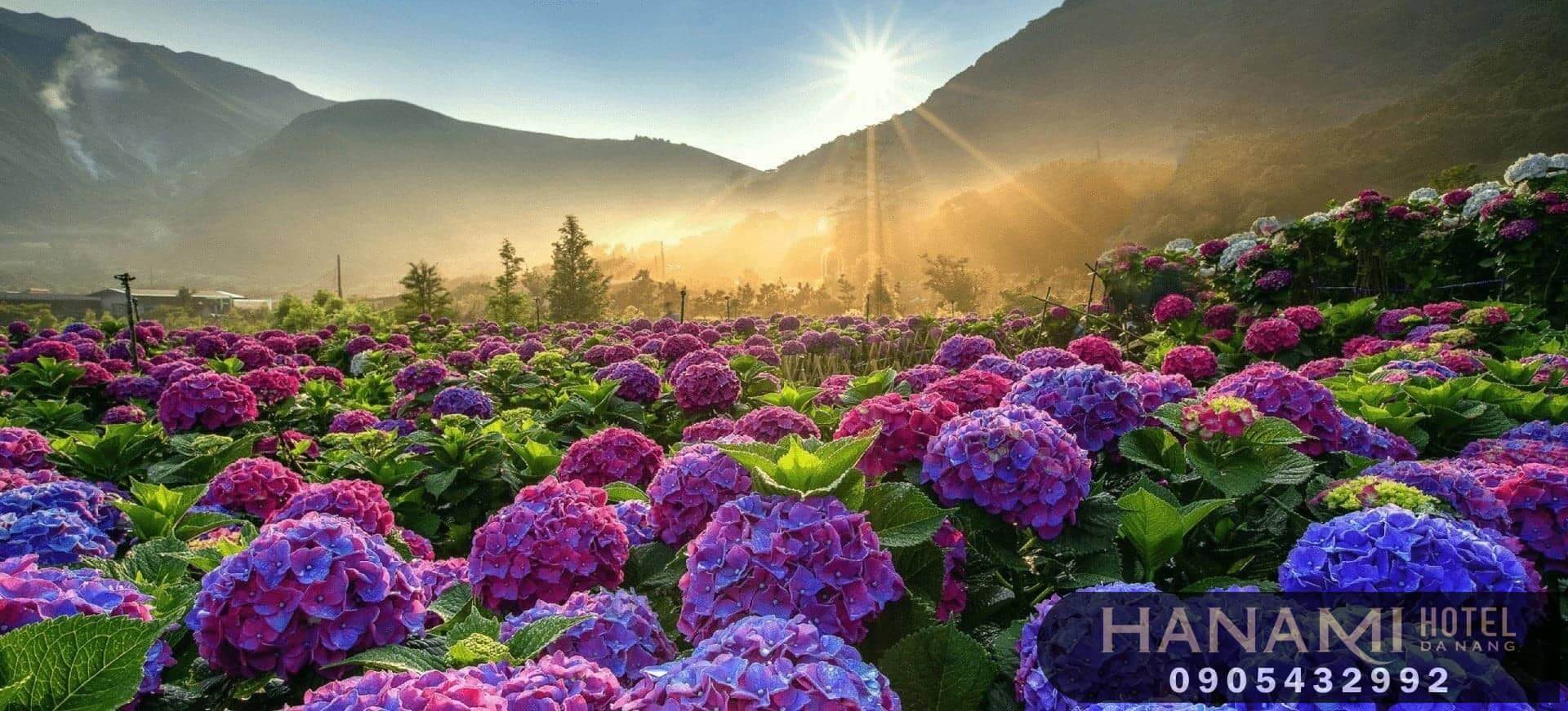 Ý nghĩa hoa cẩm tú cầu theo màu