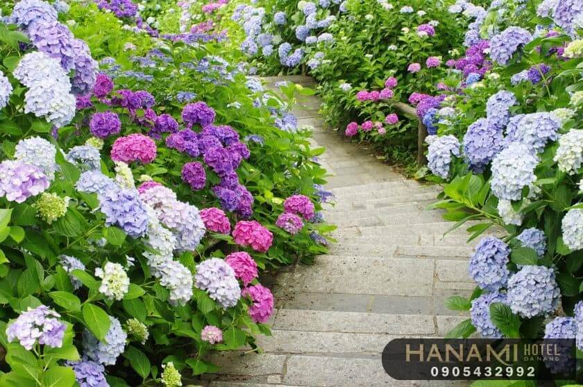 Ý nghĩa hoa cẩm tú cầu theo màu