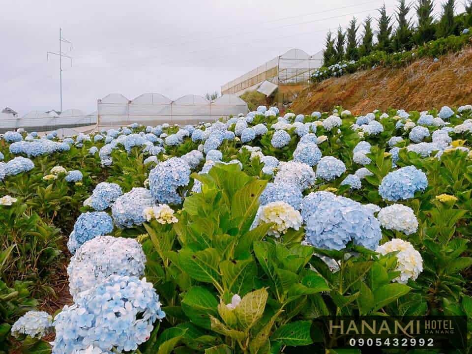 Ý nghĩa hoa cẩm tú cầu theo màu