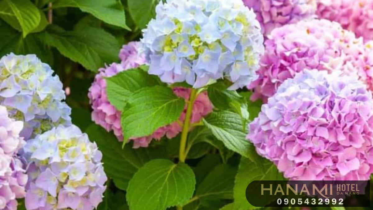 Ý nghĩa hoa cẩm tú cầu theo màu