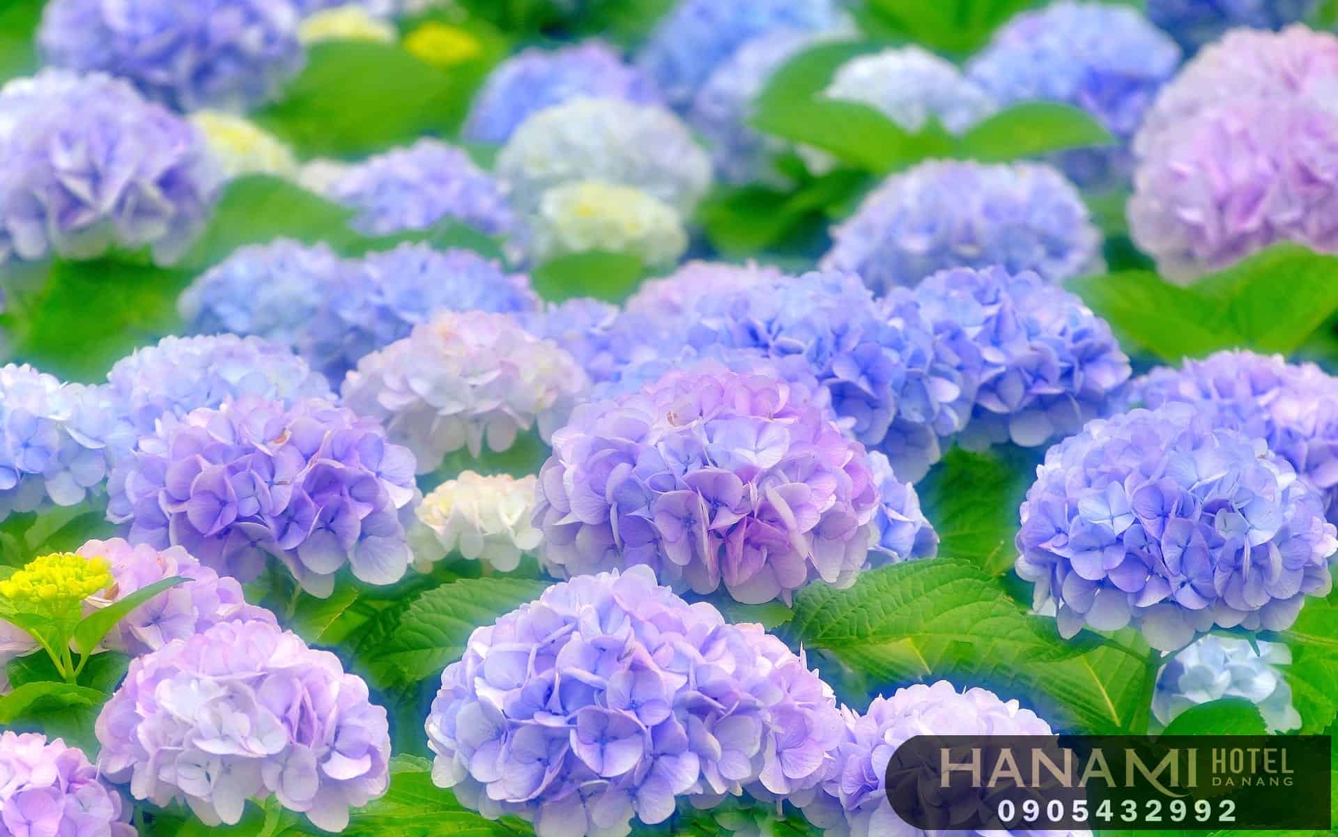 Ý nghĩa hoa cẩm tú cầu theo màu