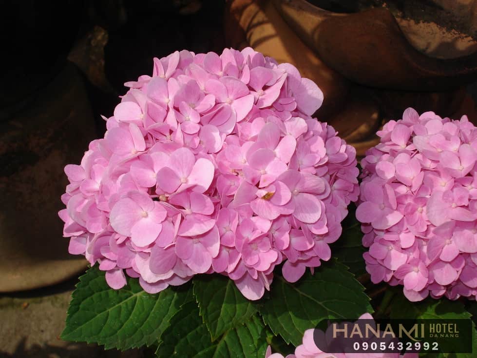 Ý nghĩa hoa cẩm tú cầu theo màu