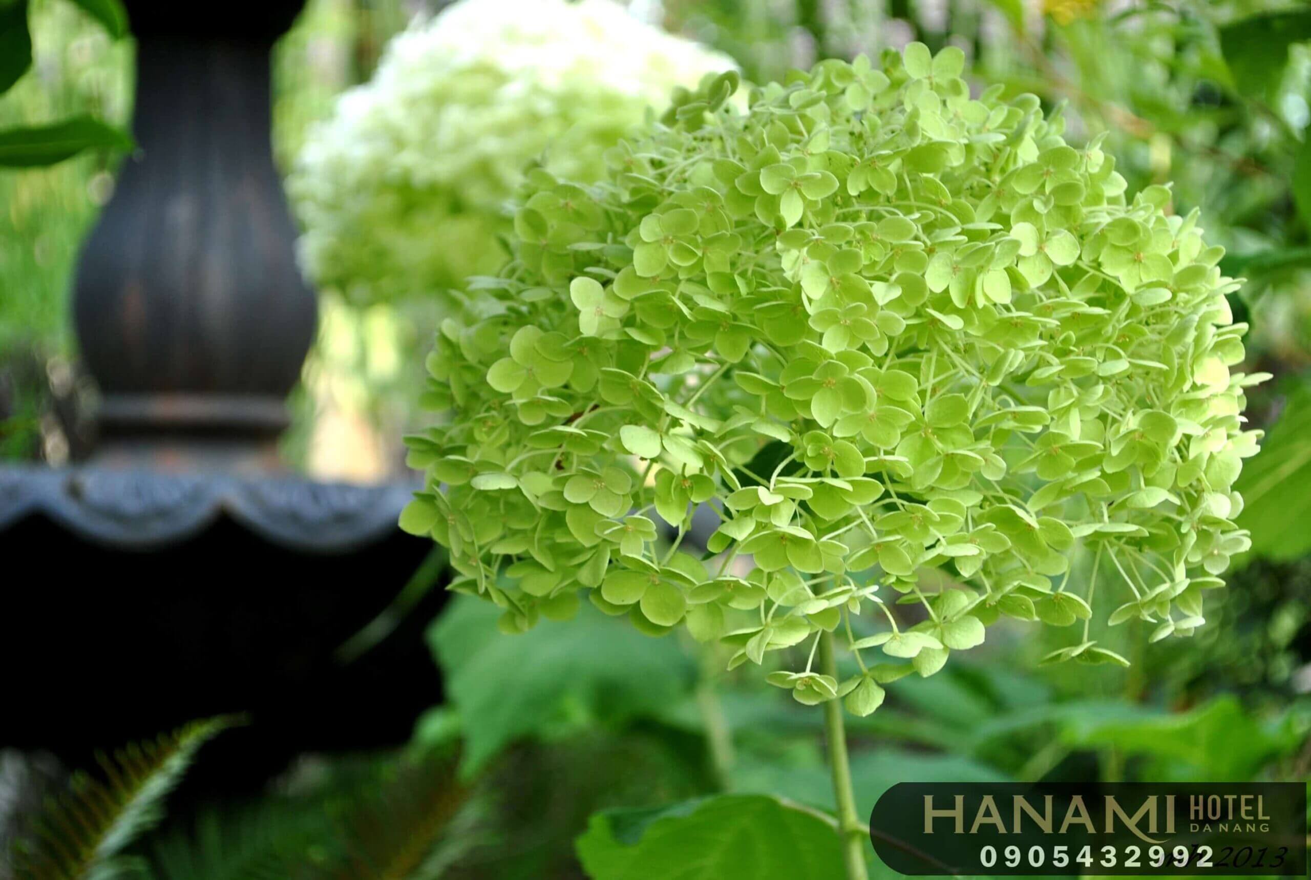 Ý nghĩa hoa cẩm tú cầu theo màu