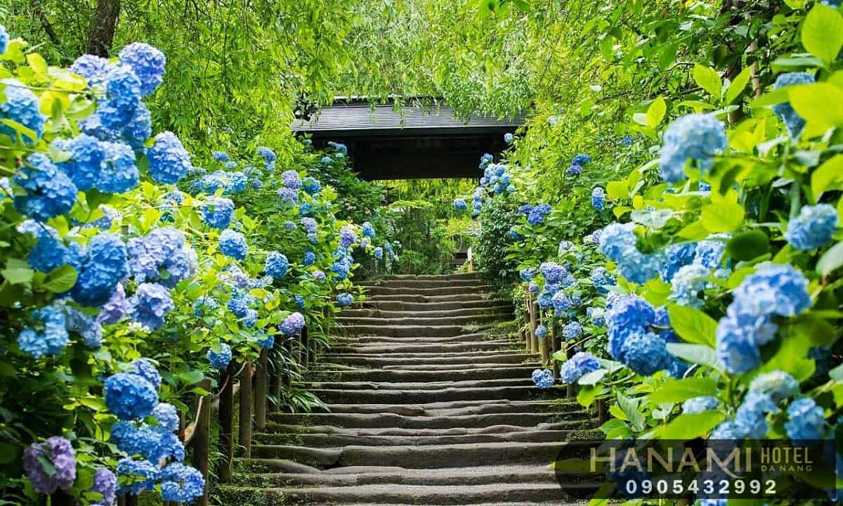 Ý nghĩa hoa cẩm tú cầu theo màu