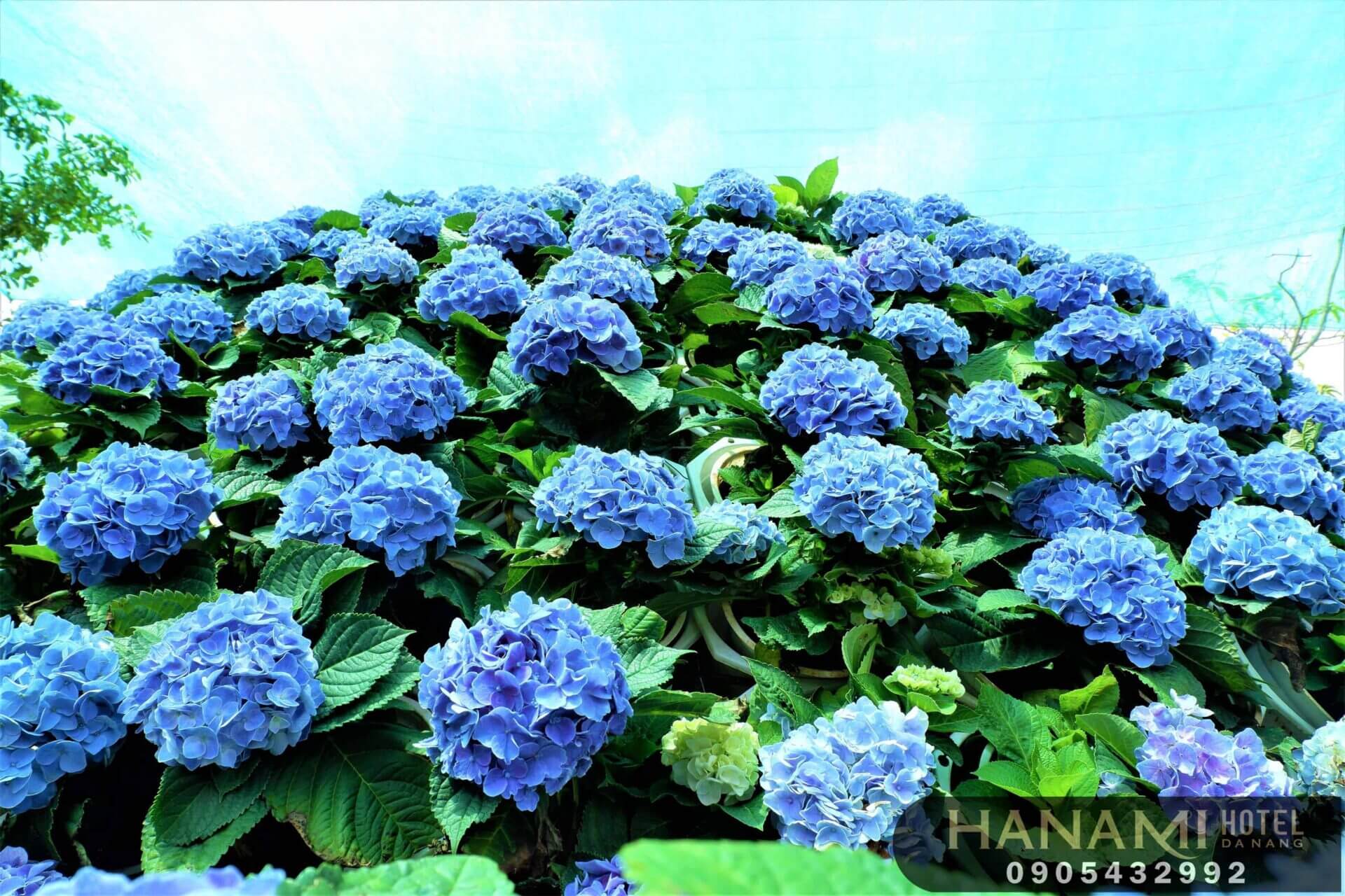 Tiết lộ 04 ý nghĩa hoa cẩm tú cầu xanh 2 ý nghĩa hoa cẩm tú cầu xanh