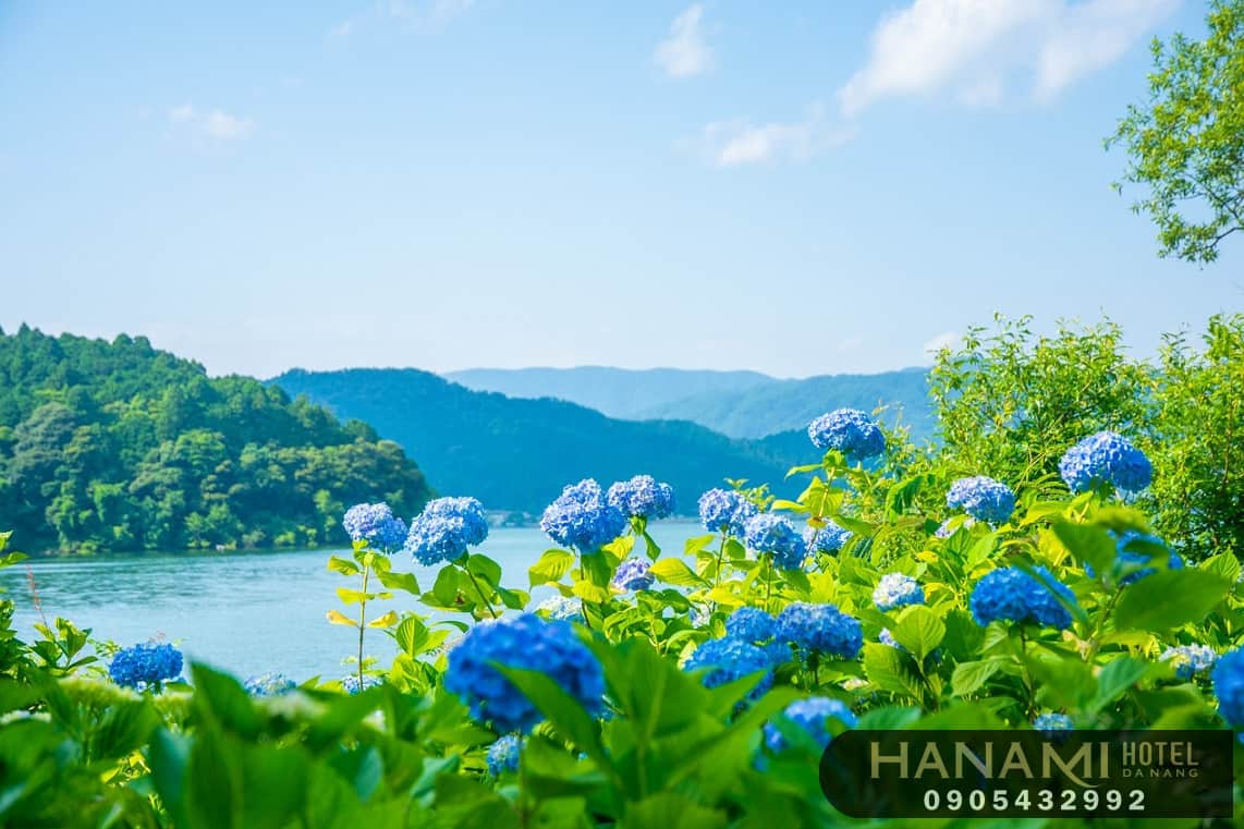 Tiết lộ 04 ý nghĩa hoa cẩm tú cầu xanh 1 ý nghĩa hoa cẩm tú cầu xanh