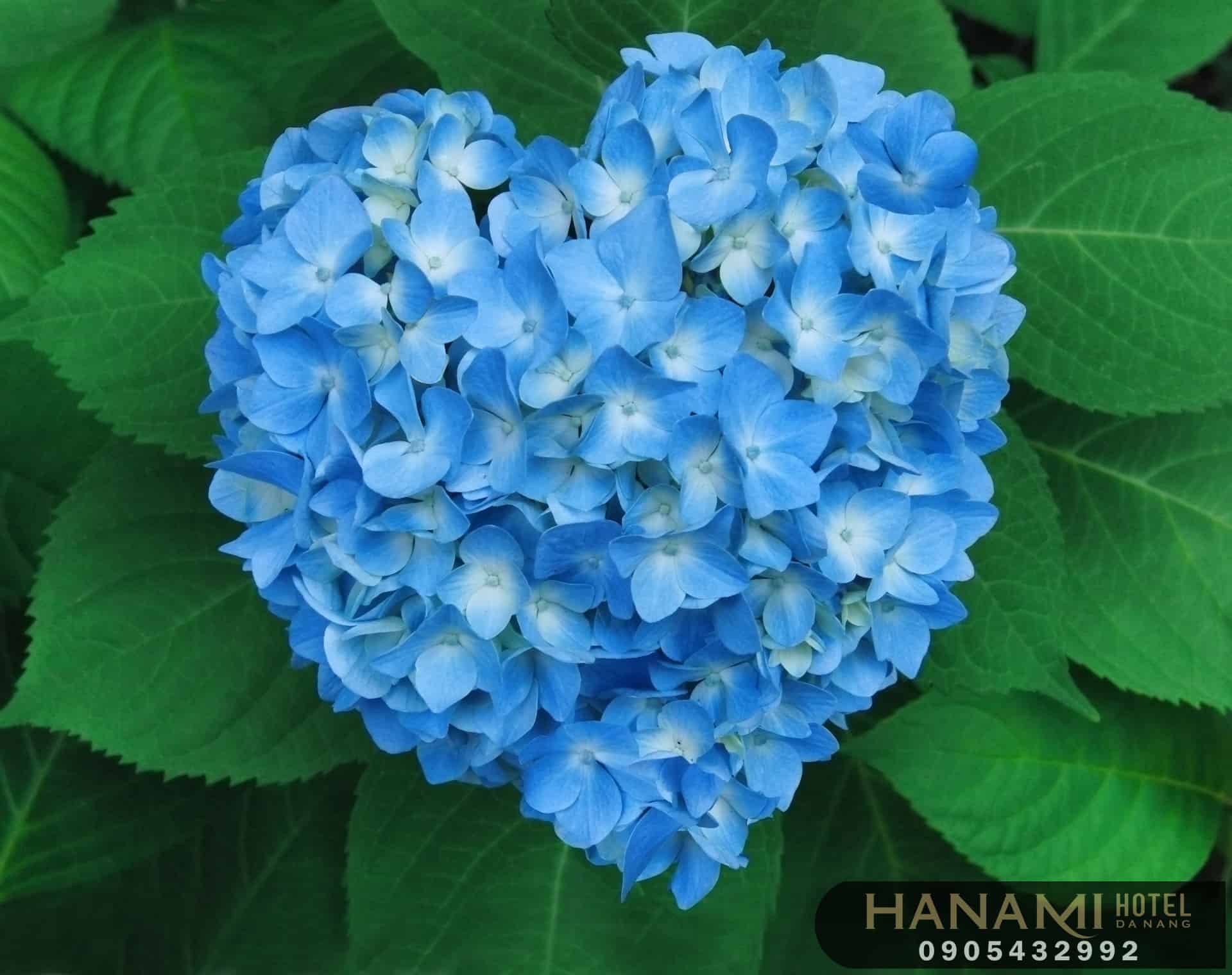 ý nghĩa hoa cẩm tú cầu xanh