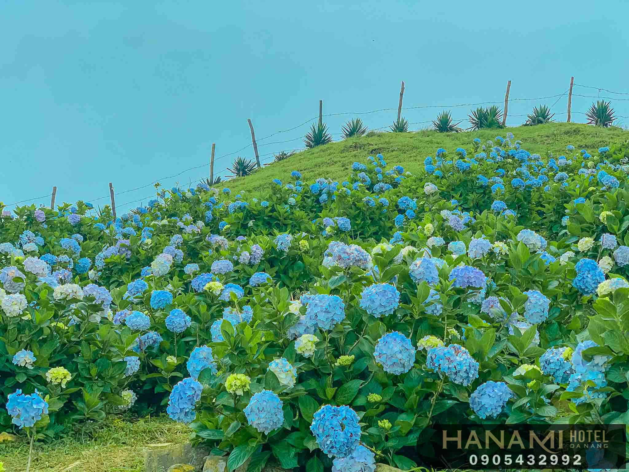 Tiết lộ 04 ý nghĩa hoa cẩm tú cầu xanh 5 ý nghĩa hoa cẩm tú cầu xanh