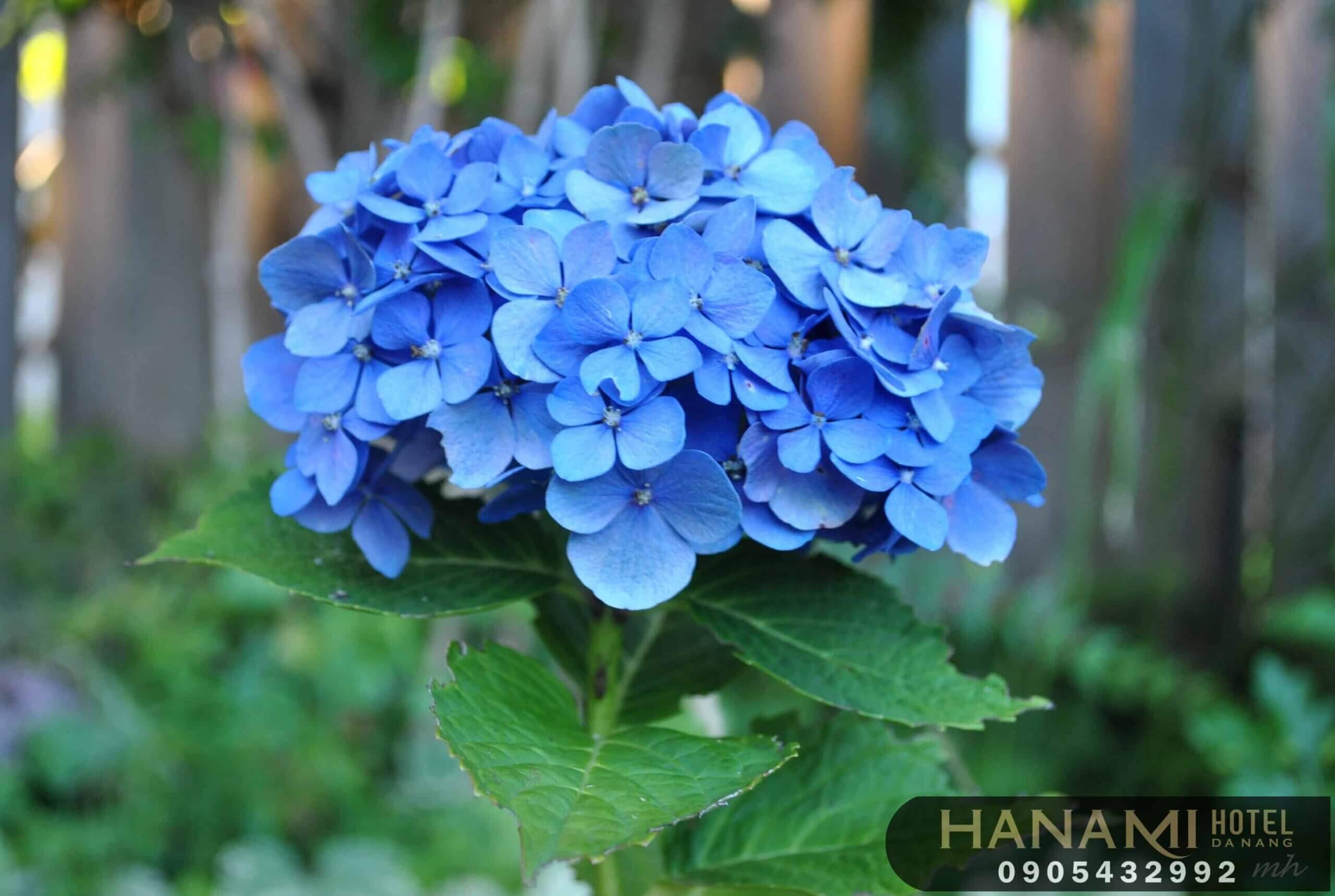 Tiết lộ 04 ý nghĩa hoa cẩm tú cầu xanh 7 ý nghĩa hoa cẩm tú cầu xanh