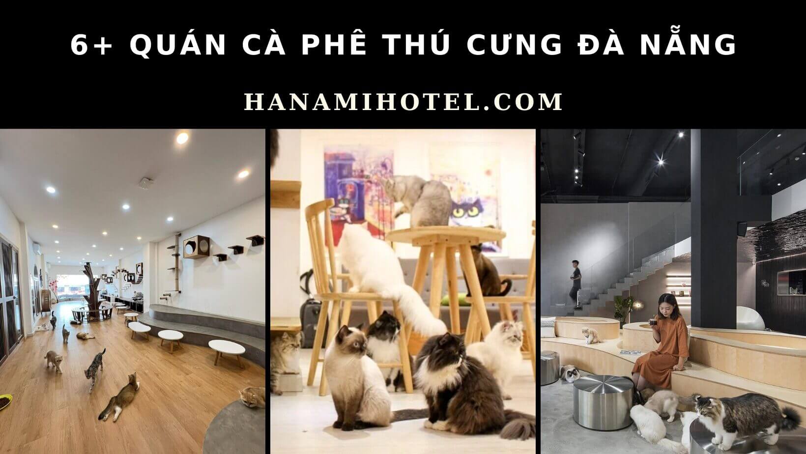 6+ quán cà phê thú cưng Đà Nẵng 1 cà phê thú cưng Đà Nẵng