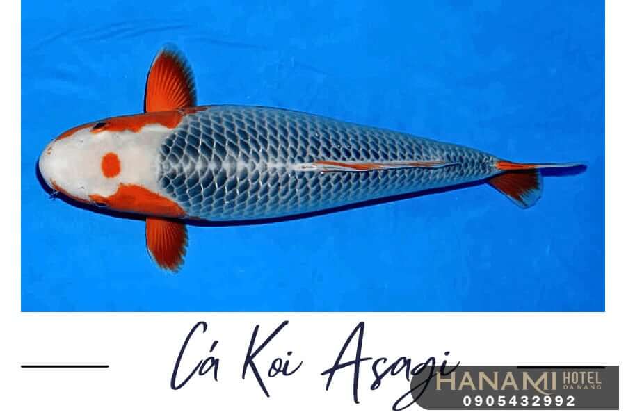 Top 15 Beautiful Koi Fish Coffee Shops In Da Nang 6 koi-fish-coffee-shops-in-da-nang