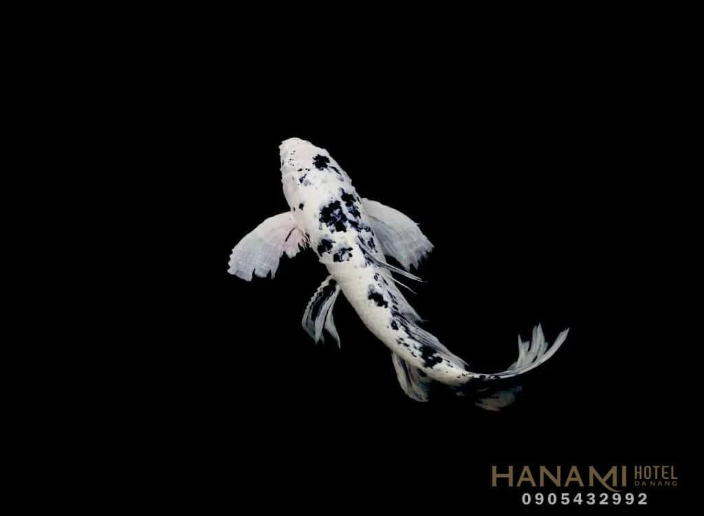 Top 15 Beautiful Koi Fish Coffee Shops In Da Nang 4 koi-fish-coffee-shops-in-da-nang